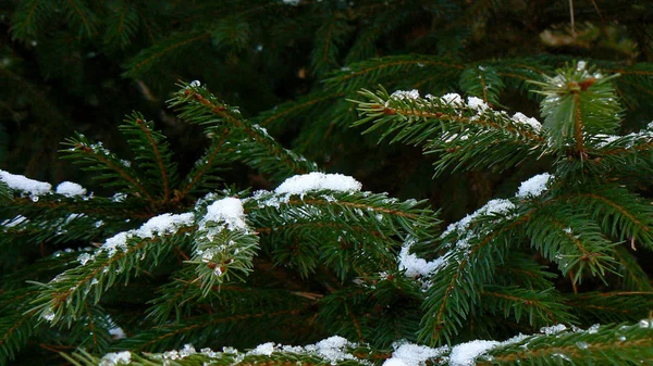 Very Beautiful Spruce Branches Covered Snow — Stock Photo, Image