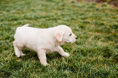 Çimenlerde koşan köpek, yeşil çimenler, labrador köpek hareketi