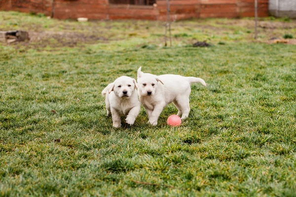 Honden Rennen Gras Groen Gras Labrador Hond Beweging Puppy — Stockfoto