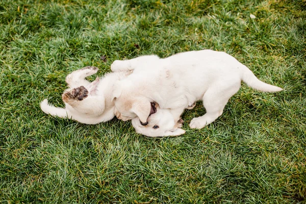 풀밭에서 풀밭에서 노리개의 움직임 강아지들 — 스톡 사진