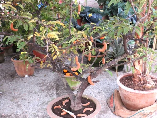 Bonsai Citrus Зображення Дерев Бонсай Поєднується Культурним Знанням Мистецтва Цьому — стокове фото