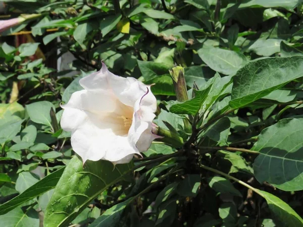 Datura Innoxia Kwiat Obraz Kwiat Białe Kolor Trąbka Kształcie Długości — Zdjęcie stockowe