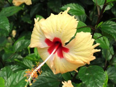 Güzel sarı şeftali (Tek Şeftali) resmi, beş veya daha fazla taç yaprağı ile büyük, dikkat çekici ve trompet şeklindedir. Hindistan çiçek pazarının çok ekonomik çiçeğidir.. 