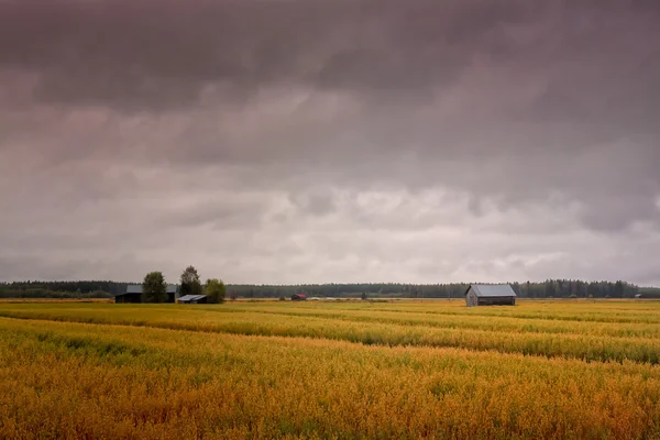 Nuvens chuvosas sobre os campos — Fotografia de Stock