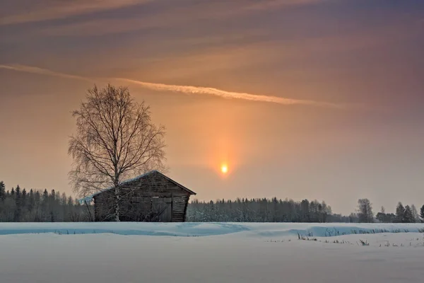 Березка и сарай под рассветом зимы — стоковое фото