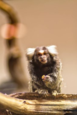 Öğle Yemeği marmoset