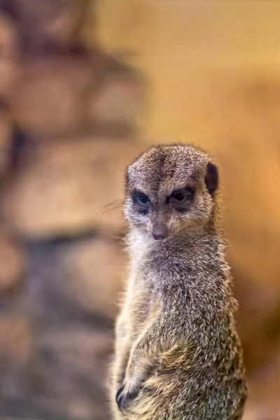 Meerkat guardando in guardia — Foto Stock