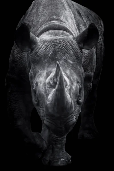 Black Rhinoceros Walking To You — стоковое фото