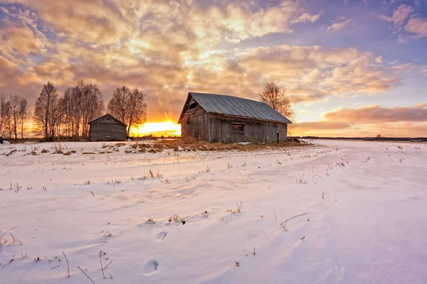 Králík stopy ve sněhu — Stock fotografie