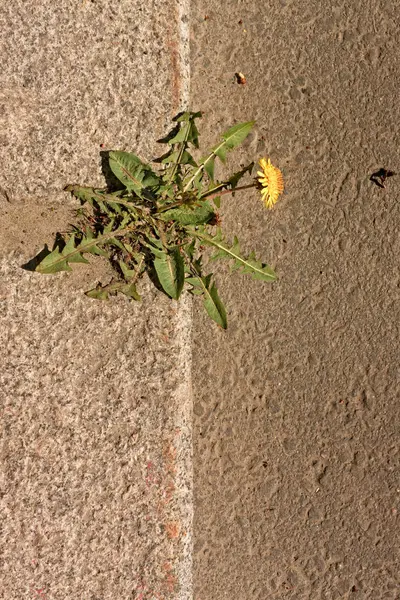 Diente de león creciendo por la calle —  Fotos de Stock