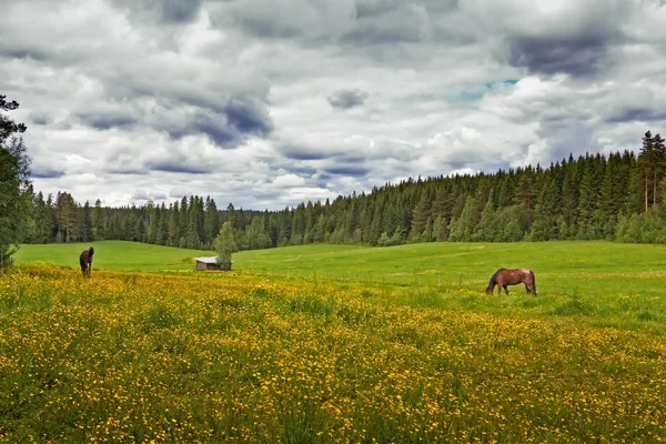Two Horses On A Summer Field — Stock Photo, Image