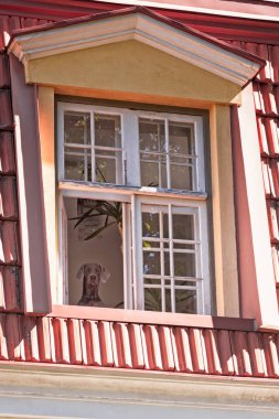 Pencereden dışarı bakan köpek.