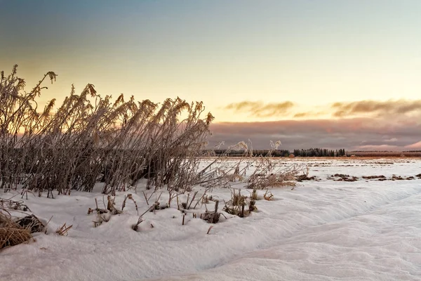 Frozen Willowherbs By The Fields — Stock Photo, Image