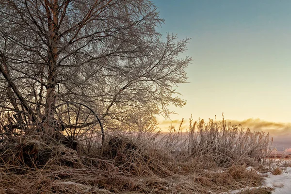 Old Harvester By The Birch Tree — Stock Photo, Image