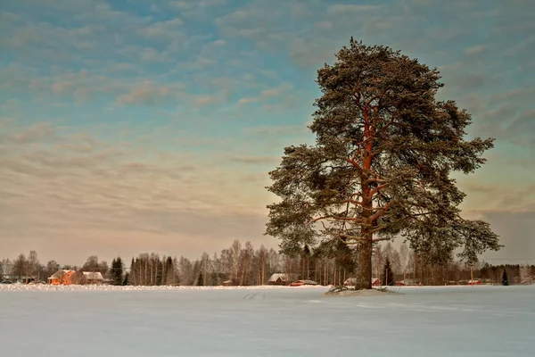 Pinheiro gigante nos campos nevados — Fotografia de Stock