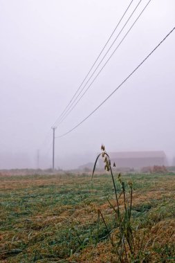Yulaf tarlalara sis