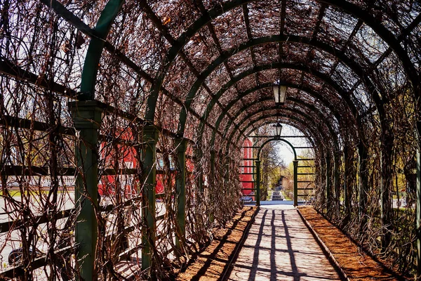 Tunnel Of Roses — Stock Photo, Image