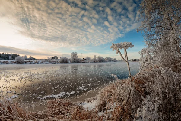 Frosty Cow Parsley By The River — Stock Photo, Image