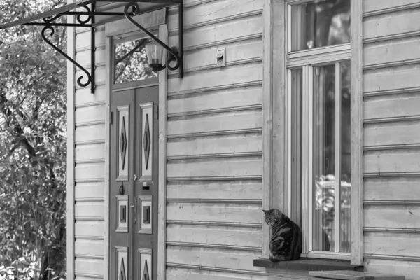 Gato sentado junto à janela — Fotografia de Stock