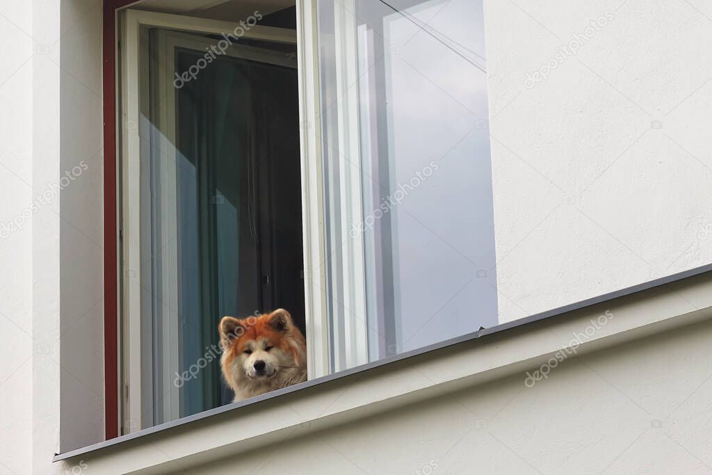 Dog Lookin Out Of A Window