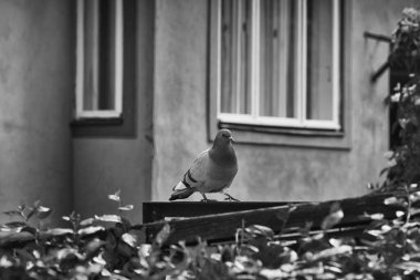 Güvercin Çitin Üzerinde Yürüyor