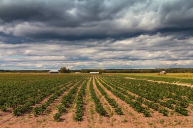 The dark clouds gather over the barn houses by the potato fields on a summer day at the rural Finland. clipart