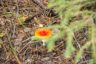 Orman mantarı, kızıl şapkalı, Amanita