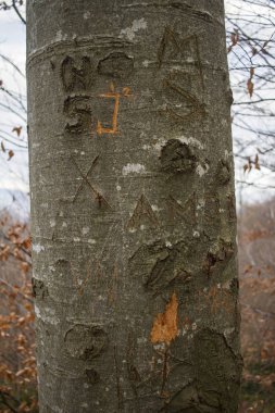 Ağaç kabuğu zarar görmüş, ağaç kabuğuna oyulmuş isimler.