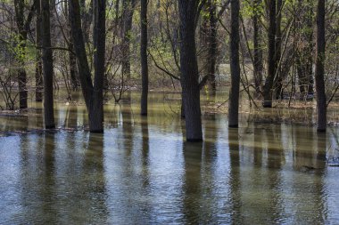 Tufandan sonra sudaki orman