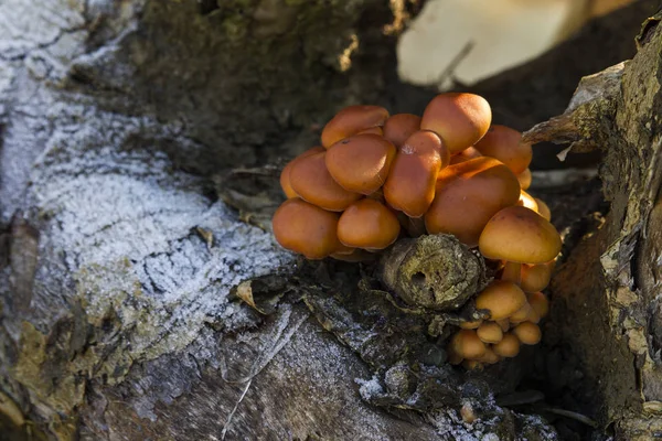 Nahaufnahme Von Pilzen Die Auf Einem Gefrorenen Baum Wachsen — Stockfoto