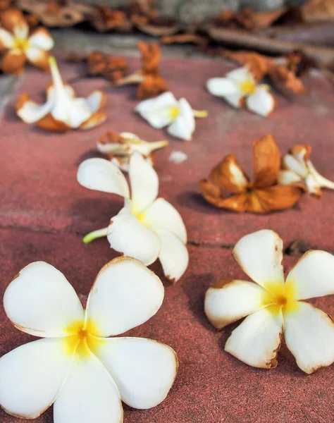 Árbol Arbusto Frangipanni Con Racimos Flores Amarillas Blancas Fragantes — Foto de Stock