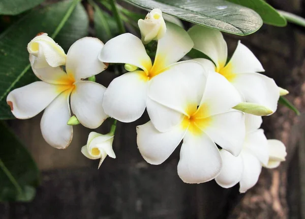 Árbol Arbusto Frangipanni Con Racimos Flores Amarillas Blancas Fragantes —  Fotos de Stock