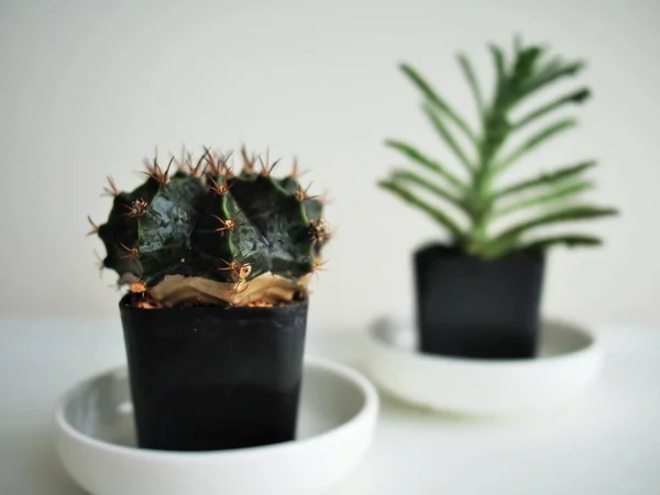 Cactus Kopjes Huis — Stockfoto