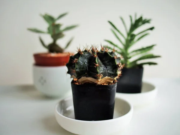 Cactus Kopjes Huis — Stockfoto