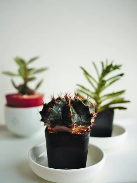 Kleine Cactus Kopjes Huis — Stockfoto