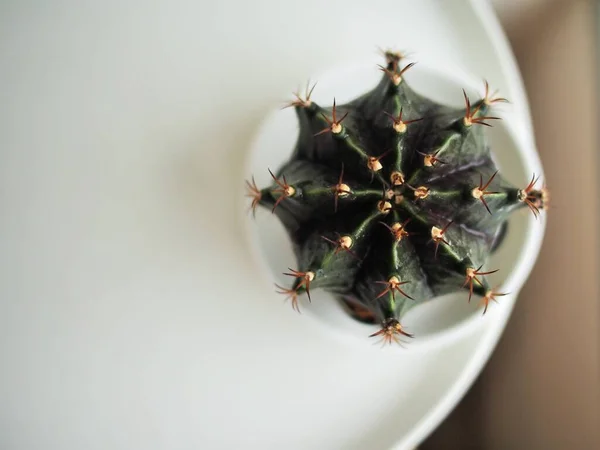 Kleine Cactus Kopjes Huis — Stockfoto