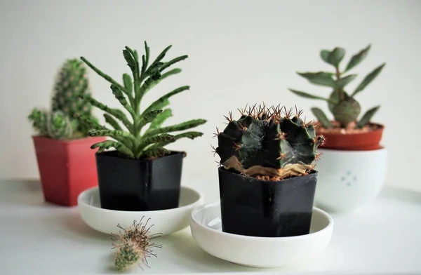 Kleine Cactus Kopjes Huis — Stockfoto