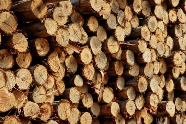 Tayland 'da okaliptüs ağacı kerestesi 