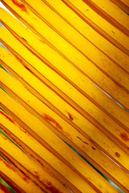 Gün ışığında hindistan cevizi yaprağı