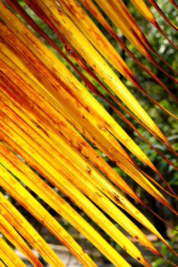 Gün ışığında hindistan cevizi yaprağı