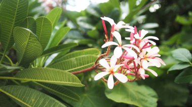 Beyaz ve sarı frangipanni çiçeği