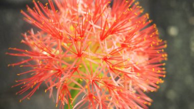 Tayland 'da kanlı zambak çiçeği