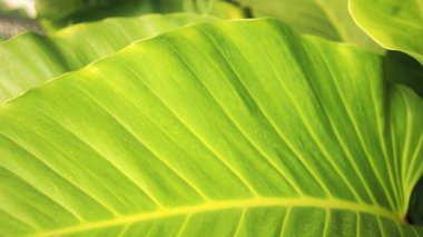 Philodendron çiçekli bitkilerin büyük bir cinsidir..