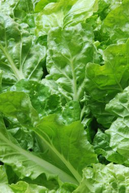 Yeşil salata için taze hardal yaprağı.