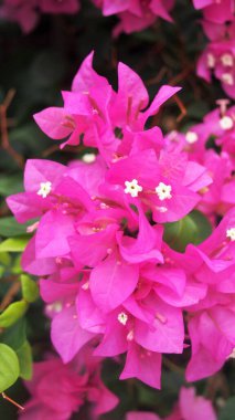 Tayland 'daki Bougainvillea' nın renkleri