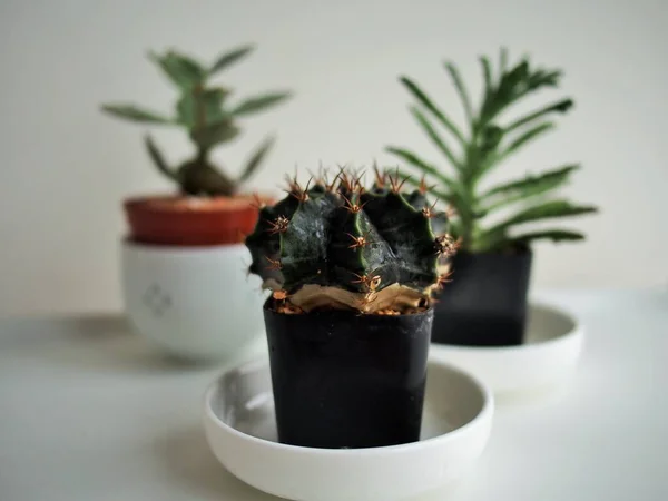 Kleine Cactus Kopjes Huis — Stockfoto