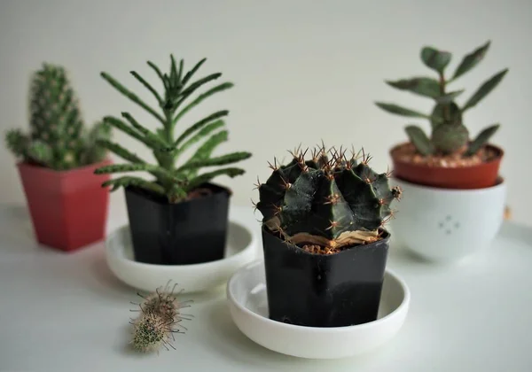 Kleine Cactus Kopjes Huis — Stockfoto