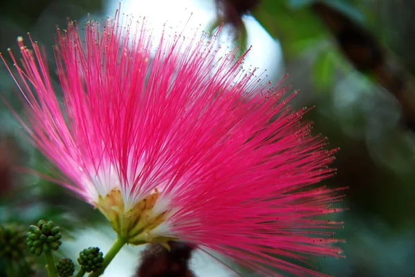 Flor Hojaldre Rojo Cabeza Polvo —  Fotos de Stock