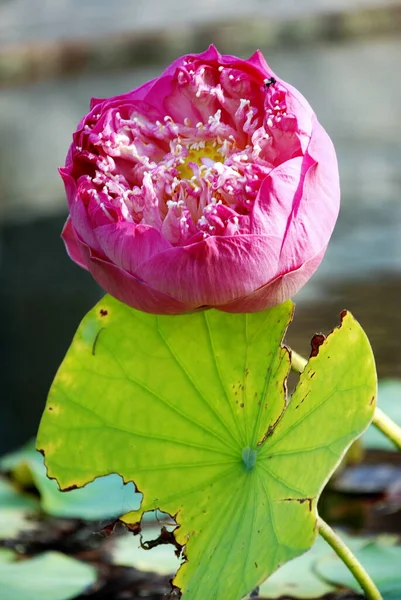 Royal Pink Lotus Thailand — Stock Photo, Image
