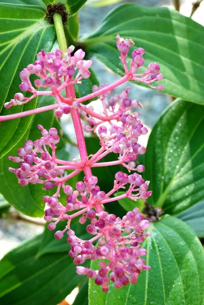 Pink Andaman pearl flower in Thailand